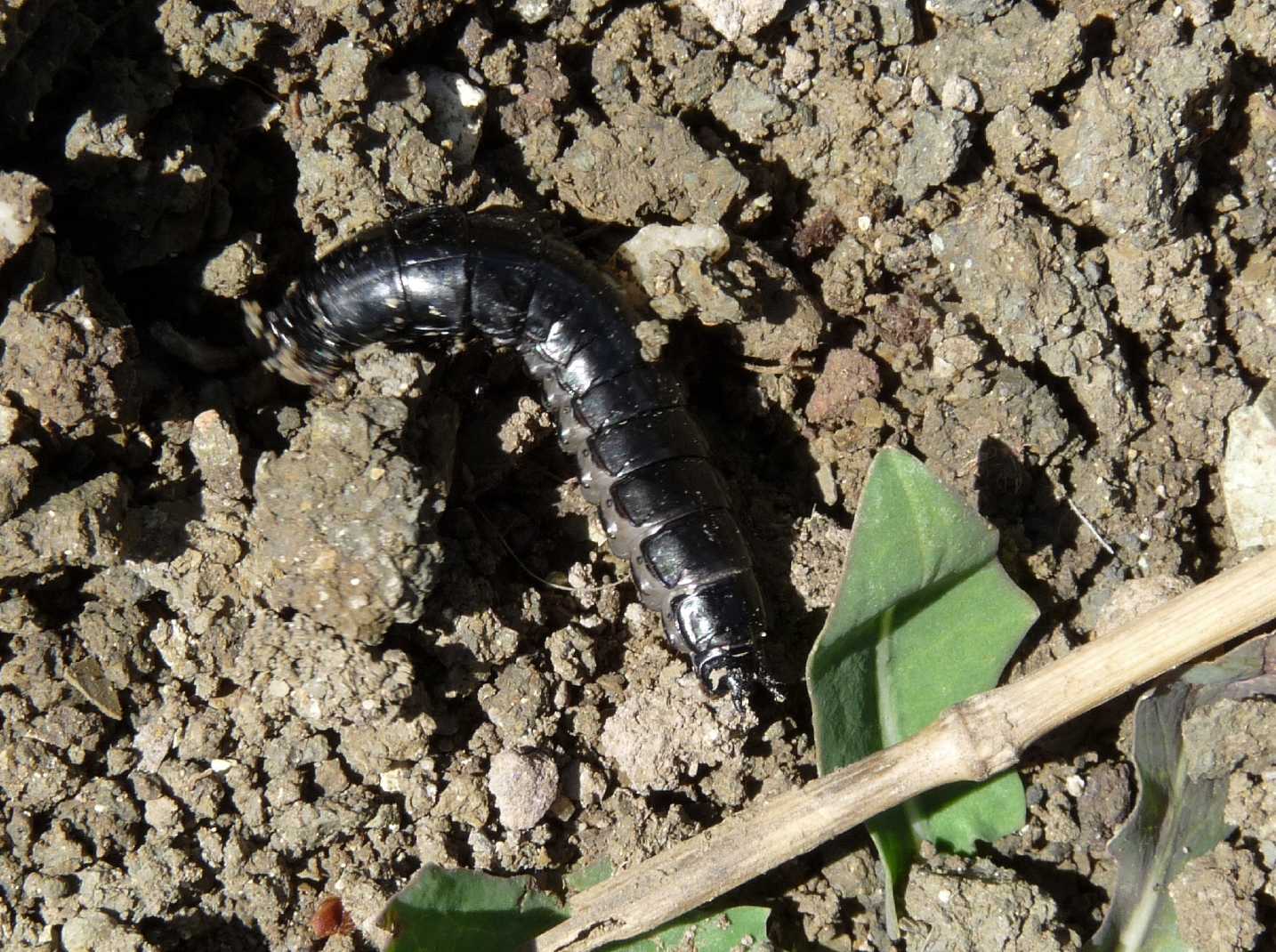 Larva di Carabus cfr rossii